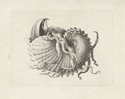 Skorupa, argonauta nodosa Pociski (tytuł serii) autorstwa Wenceslaus Hollar