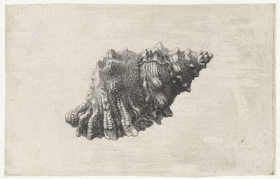 Muszla, bursa rubeta Pociski (tytuł serii) autorstwa Wenceslaus Hollar