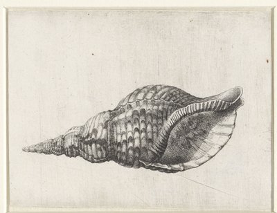 Muszla, charonia tritonis Pociski (tytuł serii) autorstwa Wenceslaus Hollar
