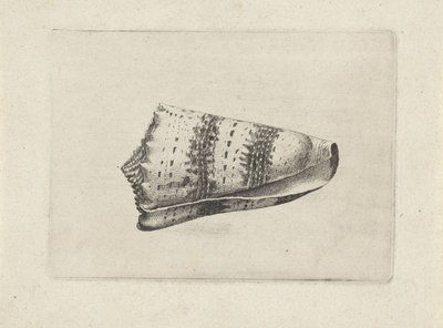 Muszla, stożek imperialis Pociski (tytuł serii) autorstwa Wenceslaus Hollar