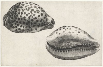 Muszla cypraea tigris Pociski (tytuł serii) autorstwa Wenceslaus Hollar