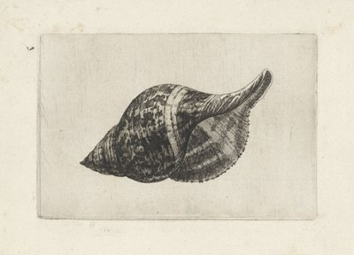 Muszla, fasciolaria tulipa Pociski (tytuł serii) autorstwa Wenceslaus Hollar