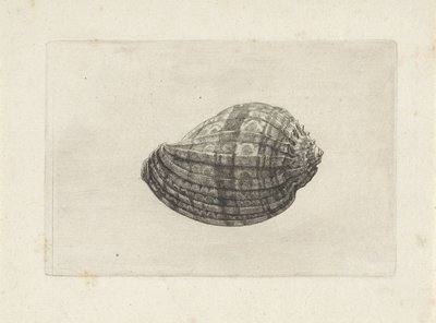 Muszla, harpa major Pociski (tytuł serii) autorstwa Wenceslaus Hollar
