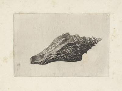 Muszla, hemifusus ternatanus Pociski (tytuł serii) autorstwa Wenceslaus Hollar