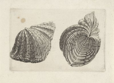 Muszla, hipopotam hipopotam Pociski (tytuł serii) autorstwa Wenceslaus Hollar