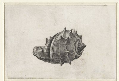 Muszla, melongena melongena Pociski (tytuł serii) autorstwa Wenceslaus Hollar