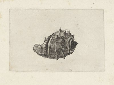 Muszla, melongena melongena Pociski (tytuł serii) autorstwa Wenceslaus Hollar