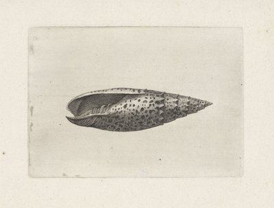 Muszla, mitra papalis Pociski (tytuł serii) autorstwa Wenceslaus Hollar