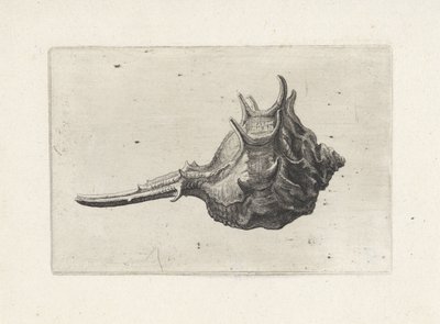 Muszla, murex brevispina Pociski (tytuł serii) autorstwa Wenceslaus Hollar