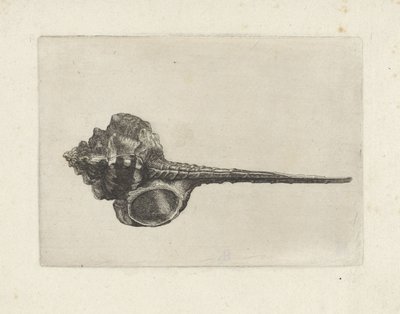 Muszla, murex haustellum Pociski (tytuł serii) autorstwa Wenceslaus Hollar