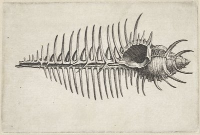 Muszla, murex pecten Pociski (tytuł serii) autorstwa Wenceslaus Hollar