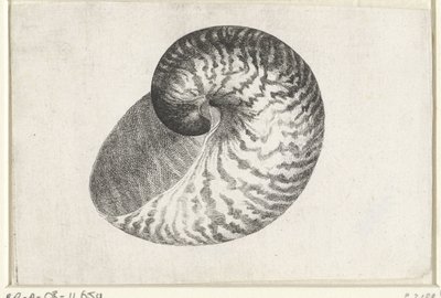 Muszla, łodzik pompilius Pociski (tytuł serii) autorstwa Wenceslaus Hollar