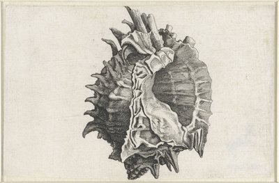 Muszla, phyllonotus erythrostomus Pociski (tytuł serii) autorstwa Wenceslaus Hollar