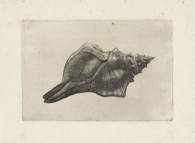 Muszla, pleuroploca trapez Pociski (tytuł serii) autorstwa Wenceslaus Hollar