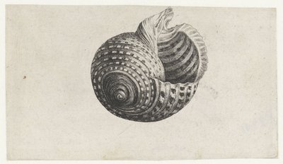 Muszla, tonna dol Pociski (tytuł serii) autorstwa Wenceslaus Hollar