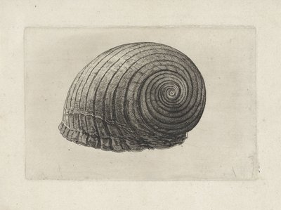 Muszla, tonna galea Pociski (tytuł serii) autorstwa Wenceslaus Hollar