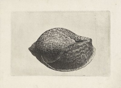 Muszla, tonna perdix Pociski (tytuł serii) autorstwa Wenceslaus Hollar