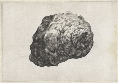 Powłoka, turbo sarmaticus Pociski (tytuł serii) autorstwa Wenceslaus Hollar