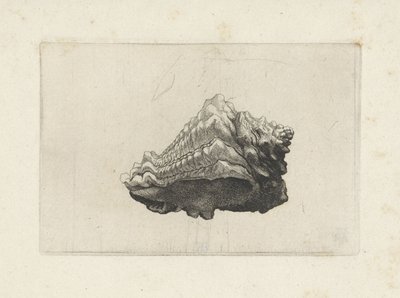Urodzony muszla, vasum muricatum Pociski (tytuł serii) autorstwa Wenceslaus Hollar