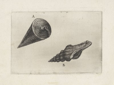Muszle, telescopium telescopium (A) i fusinus laticostatus (B) Pociski (tytuł serii) autorstwa Wenceslaus Hollar