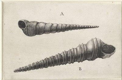 Muszle, turritella terebra (A) i turritella duplicata (B) Pociski (tytuł serii) autorstwa Wenceslaus Hollar