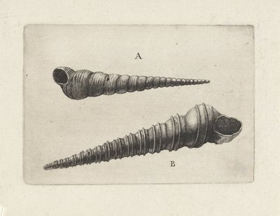 Muszle, turritella terebra (A) i turritella duplicata (B) Pociski (tytuł serii) autorstwa Wenceslaus Hollar