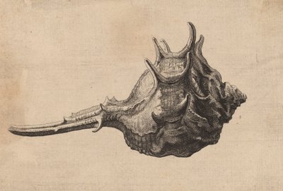 Shell Murex brandaris, c. 1645. autorstwa Wenceslaus Hollar