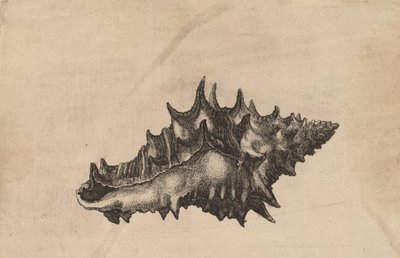 Muszla Vasum ceramicum, ok. 1900 r. 1645. autorstwa Wenceslaus Hollar