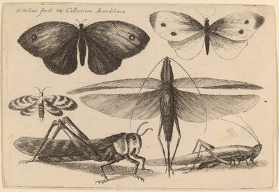 Sześć owadów autorstwa Wenceslaus Hollar