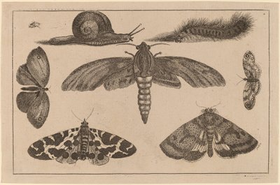 Sześć owadów, gąsienica i ślimak autorstwa Wenceslaus Hollar