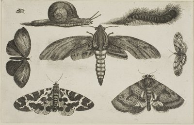 Sześć owadów, gąsienica i ślimak autorstwa Wenceslaus Hollar