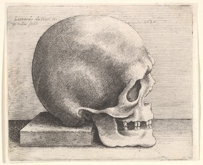 Czaszka z profilu po prawej, 1645. autorstwa Wenceslaus Hollar