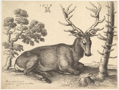 Jeleń leżący po prawej, 1649. autorstwa Wenceslaus Hollar