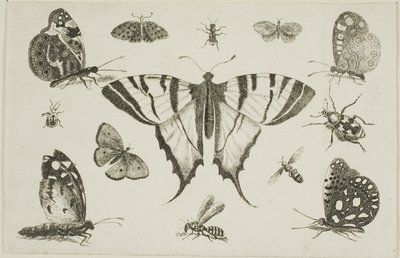 Motyl jaskółczy ogon i dwanaście innych owadów autorstwa Wenceslaus Hollar