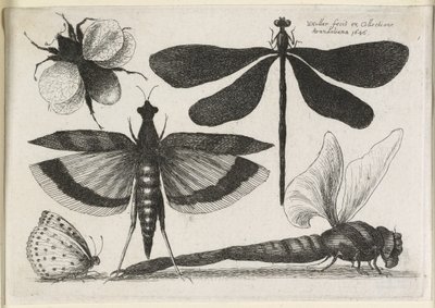Zestaw motyli, jeden z dwunastu, 1646 autorstwa Wenceslaus Hollar