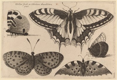 Trzy motyle i dwie ćmy autorstwa Wenceslaus Hollar