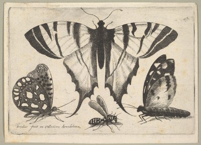 Trzy motyle i osa, 1646. autorstwa Wenceslaus Hollar