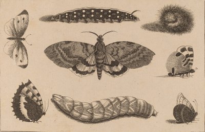 Trzy gąsienice, ćma i cztery motyle. autorstwa Wenceslaus Hollar