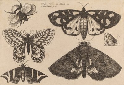 Trzy ćmy, dwa motyle i trzmiel, 1646. autorstwa Wenceslaus Hollar