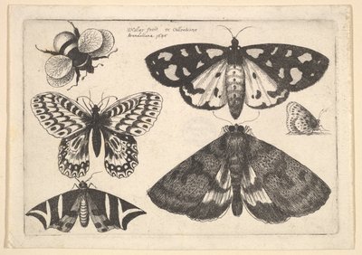 Trzy ćmy, dwa motyle i trzmiel, 1646. autorstwa Wenceslaus Hollar