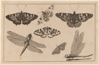 Dwie ważki i pięć motyli autorstwa Wenceslaus Hollar