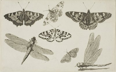Dwie ważki i pięć motyli autorstwa Wenceslaus Hollar