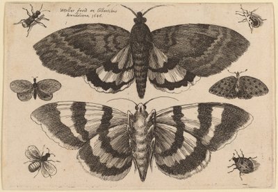 Dwie ćmy i sześć owadów autorstwa Wenceslaus Hollar