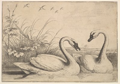 Dwa łabędzie, 1654-58. autorstwa Wenceslaus Hollar
