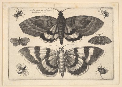 Dwa ćmy i sześć owadów, 1645. autorstwa Wenceslaus Hollar