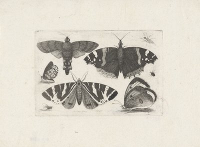 Cztery motyle, ćma, dwa chrząszcze i mucha autorstwa Wenceslaus Hollar