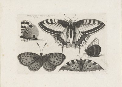Pięć motyli Owady (tytuł serii) Muscarum Scarabeorum (tytuł serii) autorstwa Wenceslaus Hollar