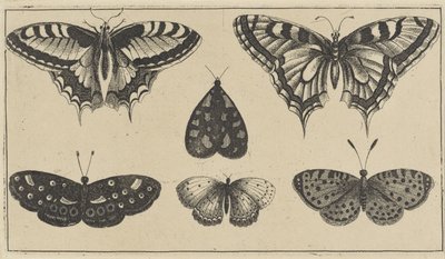Pięć motyli i ćma Różne owady (tytuł serii) Diversae Insectorum (tytuł serii) autorstwa Wenceslaus Hollar