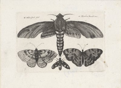 Motyle i ćma Owady (tytuł serii) Muscarum Scarabeorum (tytuł serii) autorstwa Wenceslaus Hollar