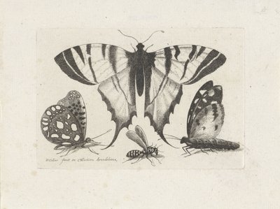 Motyle i osa Owady (tytuł serii) Muscarum Scarabeorum (tytuł serii) autorstwa Wenceslaus Hollar